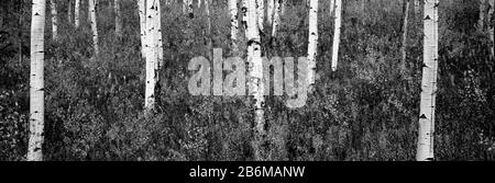 Aspen trees in a forest, Shadow Mountain, Grand Teton National Park, Wyoming, USA Stock Photo