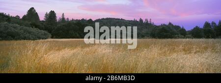 Sunset over grassy landscape, Quail Hollow Ranch County Park, Felton, Santa Cruz County, California, USA Stock Photo