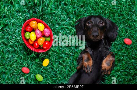 funny  happy  easter   dachshund sausage  dog with a lot of eggs around  and basket , sleeping  resting  and lies or lays on grass this holiday season Stock Photo