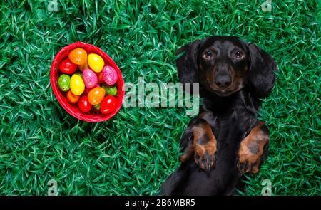 funny  happy  easter   dachshund sausage  dog with a lot of eggs around  and basket , sleeping  resting  and lies or lays on grass this holiday season Stock Photo