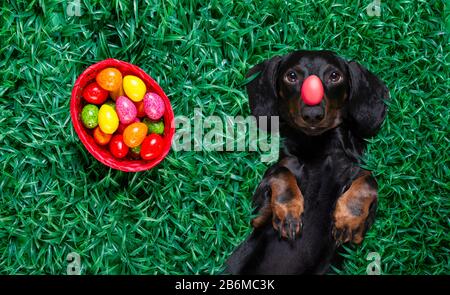 funny  happy  easter   dachshund sausage  dog with a lot of eggs around  and basket , sleeping  resting  and lies or lays on grass this holiday season Stock Photo
