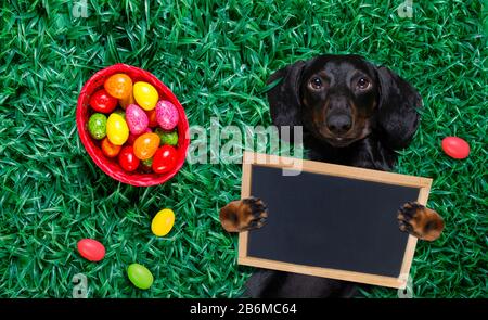 funny  happy  easter   dachshund sausage  dog with a lot of eggs around  and basket , sleeping  resting  and lies or lays on grass this holiday season Stock Photo