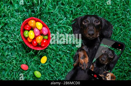 funny  happy  easter   dachshund sausage  dog with a lot of eggs around  and basket , sleeping  resting  and lies or lays on grass this holiday season Stock Photo