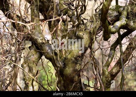 The twisted branches of the Corkscrew Hazel. Stock Photo