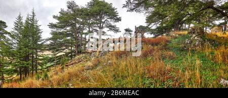 Ouadi Qadisha and the Forest of the Cedars of God, Bcharreh, North Governorate, Lebanon Stock Photo