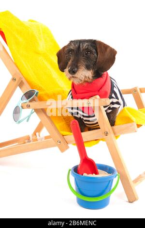 Wire haired dachshund in beach chair isolated over white background Stock Photo