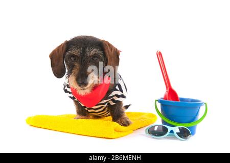 Wire haired dachshund at the beach in swim suit Stock Photo