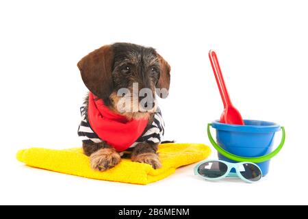 Wire haired dachshund at the beach in swim suit Stock Photo