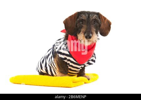 Wire haired dachshund at the beach in swim suit Stock Photo