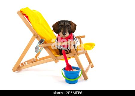 Wire haired dachshund in beach chair isolated over white background Stock Photo