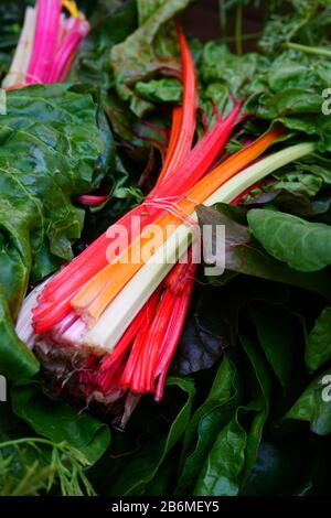 Bunches of rainbow Swiss chard with bright red  and orange stalks and green leaves for sale at a farmers market Stock Photo