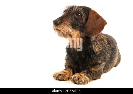 Wire haired dachshund isolated over white background Stock Photo