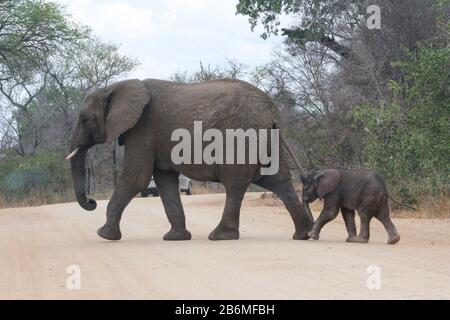 A baby elephant walking along a dirt road with mom in south africa Stock Photo