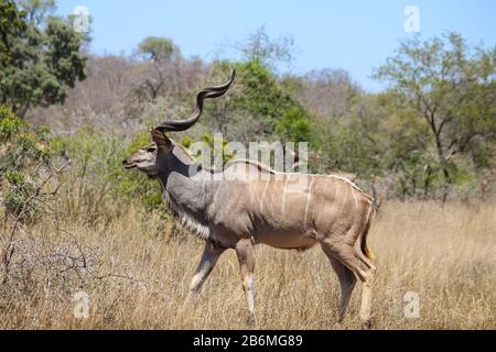 A group of kudu standing on top of a dry grass field Stock Photo