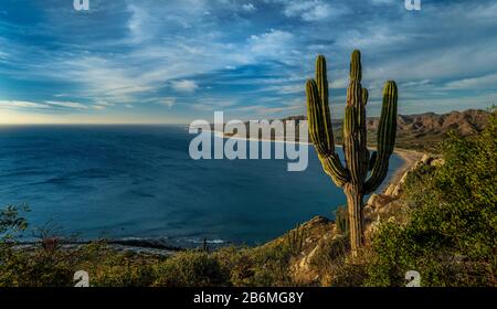 View of cactus on sea coastline, Baja California Sur, Mexico Stock Photo