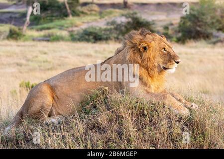 Male lion lying on mound facing forward Stock Photo