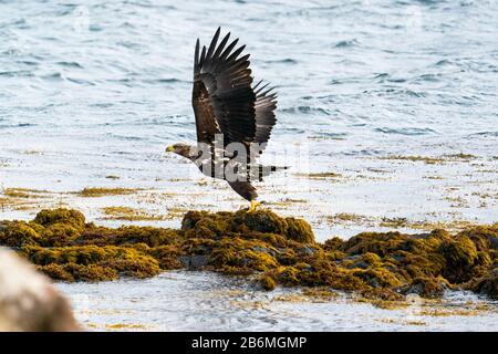White Tailed Sea Eagle (Haliaeetus albicilla) taking flight from seaweed covered rocks on the edge of a loch,Isle of Mull, Scotland,UK Stock Photo