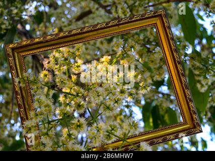 Jambolan Plum blossom with  picture frame concept Stock Photo