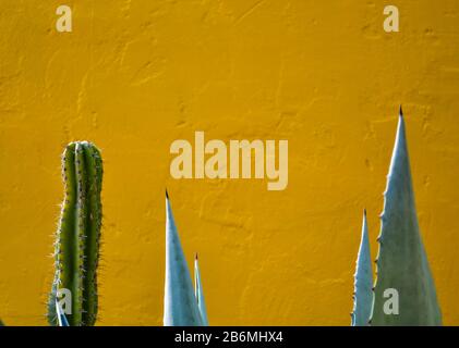 Cactus and Agave plants on yellow background Stock Photo