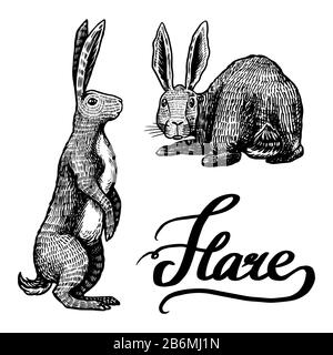 Wild hares. Rabbits sits and stands on its paws. Forest bunny or coney. Hand drawn engraved old sketch for T-shirt, tattoo or label or poster. Vector Stock Vector