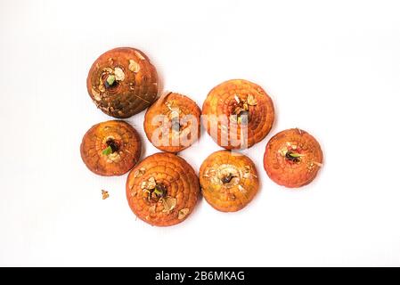 Gladiolus bulbs before planting on a white background. Germination of the gladiolus bulb. Planting flowers in the spring in the garden Stock Photo