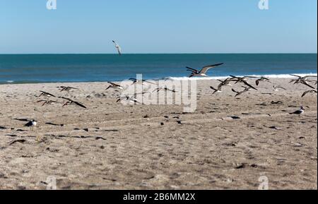 A flock of Black Skimmers files past me on Cape Canaveral Beach. Two  laughing gulls are on the sand  below Stock Photo