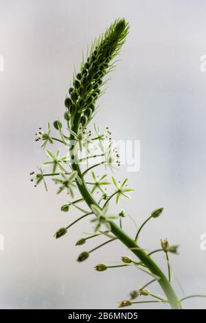 beautiful Aloe Vera flower with white background Stock Photo