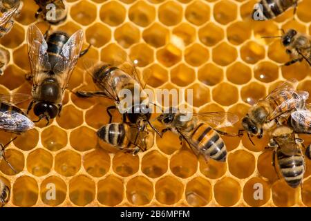 closeup of bees on honeycomb in apiary - selective focus, copy space Stock Photo