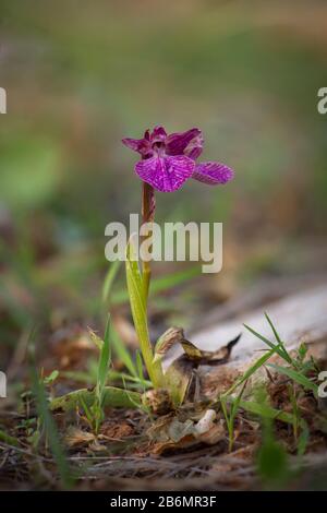 Wild hybrid orchid, Anacamptis x dafnii nothosubsp. solanoi. (Anacamptis collina x Anacamptis, Andalusia, Spain. Stock Photo