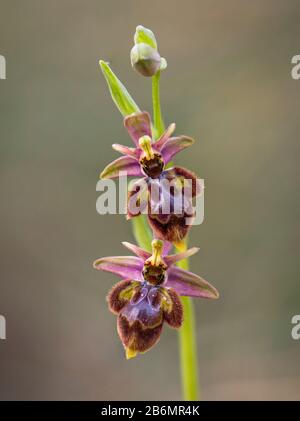 Ophrys x castroviejoi, Hybrid wild orchid Ophrys scolopax x Ophrys speculum, Andalusia, Spain. Stock Photo
