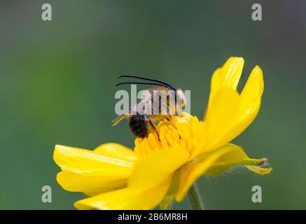 Long-horned Bee, (Eucera longicornis) feeding on yellow flower, Andalusia, Spain. Stock Photo