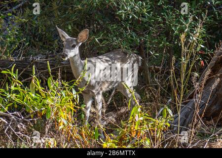 single coues whitetial deer or Odocoileus virginianus couesi along the scenic drive of the Chiricahua National Monument Stock Photo