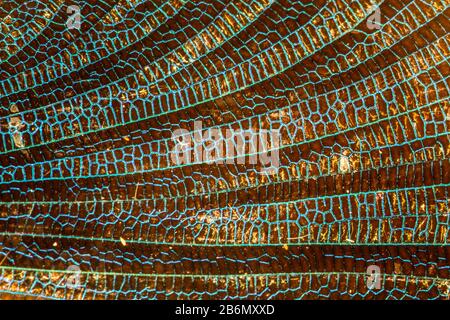 Magnificent dragonfly wings at high magnification Stock Photo