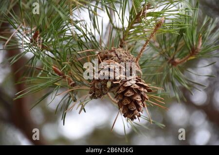 Green pine needles with three cones. Blurred background Stock Photo