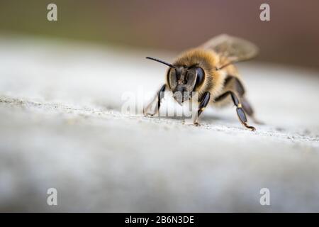 Honigbiene (apis mellifera), Europäische Honigbiene, Biene, Detail, Close-up, macro, Herbst, Bestäuber, Tier, draussen, tagsüber, selektive Schärfe Stock Photo