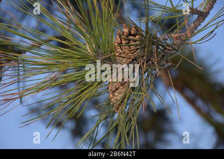 Two cones surrounded by thin and long pine needles Stock Photo