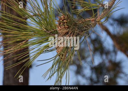 Thin needles of evergreen Himalayan pine with cones on the branch Stock Photo