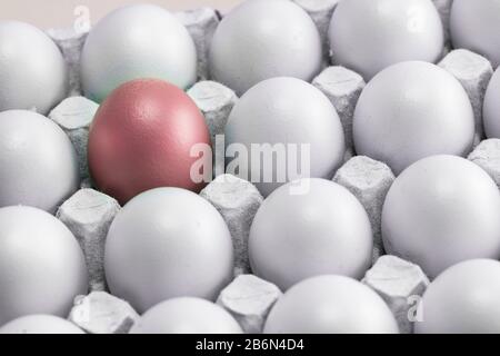 many white eggs in rows in the cells of the egg box, and one red pink, as a symbol of leadership, loneliness, misunderstanding and rejection of societ Stock Photo