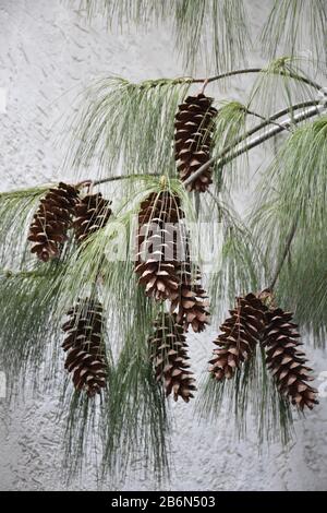 An evergreen thin branch with several pairs of long cones and thin and long pine needles Stock Photo