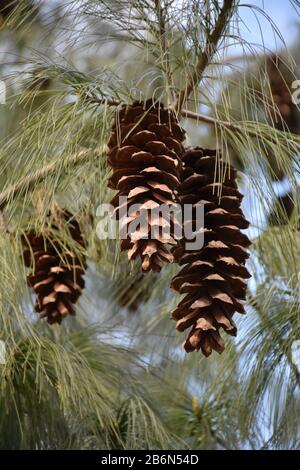 Three long cones surrounded by thin and long pine needles hang on a branch. Stock Photo