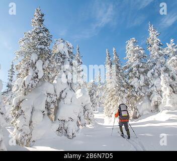 Man Traveler with backpack hiking or skitouring in winter forest landscape into the wild Stock Photo