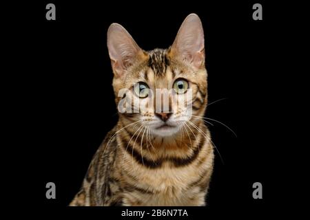 Cute Portrait of Bengal Cat Sad Stare in Camera on Isolated Black Background, Front view Stock Photo