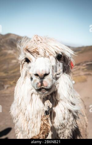 Typical Peruvian alpaca at colourful Rainbow Mountains in Palccoyo (alternative to Vinicunca) with view of snow-covered Andes (Peru, South America) Stock Photo