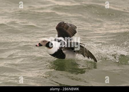 Long Tailed ducks in mating displays and fights Stock Photo