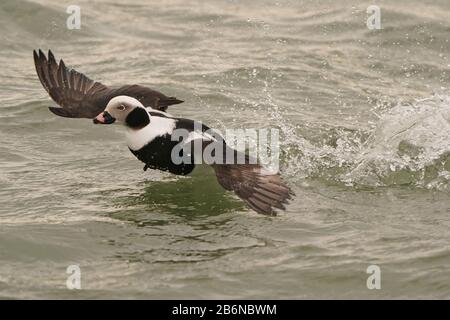 Long Tailed ducks in mating displays and fights Stock Photo