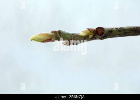 Fig leaf fruit plant tree Stock Photo