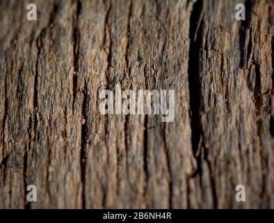 detail of a dry and cracked piece of wood Stock Photo