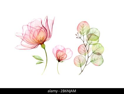 Watercolor Rose floral set. Transparent big and small flowers, Eucalyptus branch isolated on white. Botanical illustration for cards, wedding design Stock Photo