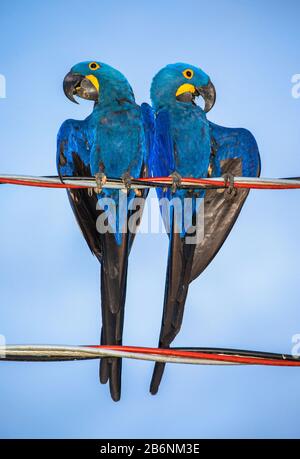 Two Hyacinth Macaws are sitting on wires. South America. Brazil. Pantanal National Park. Stock Photo