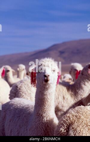 Peru, Altiplano, alpacas; ear tassels for owner identification Stock Photo